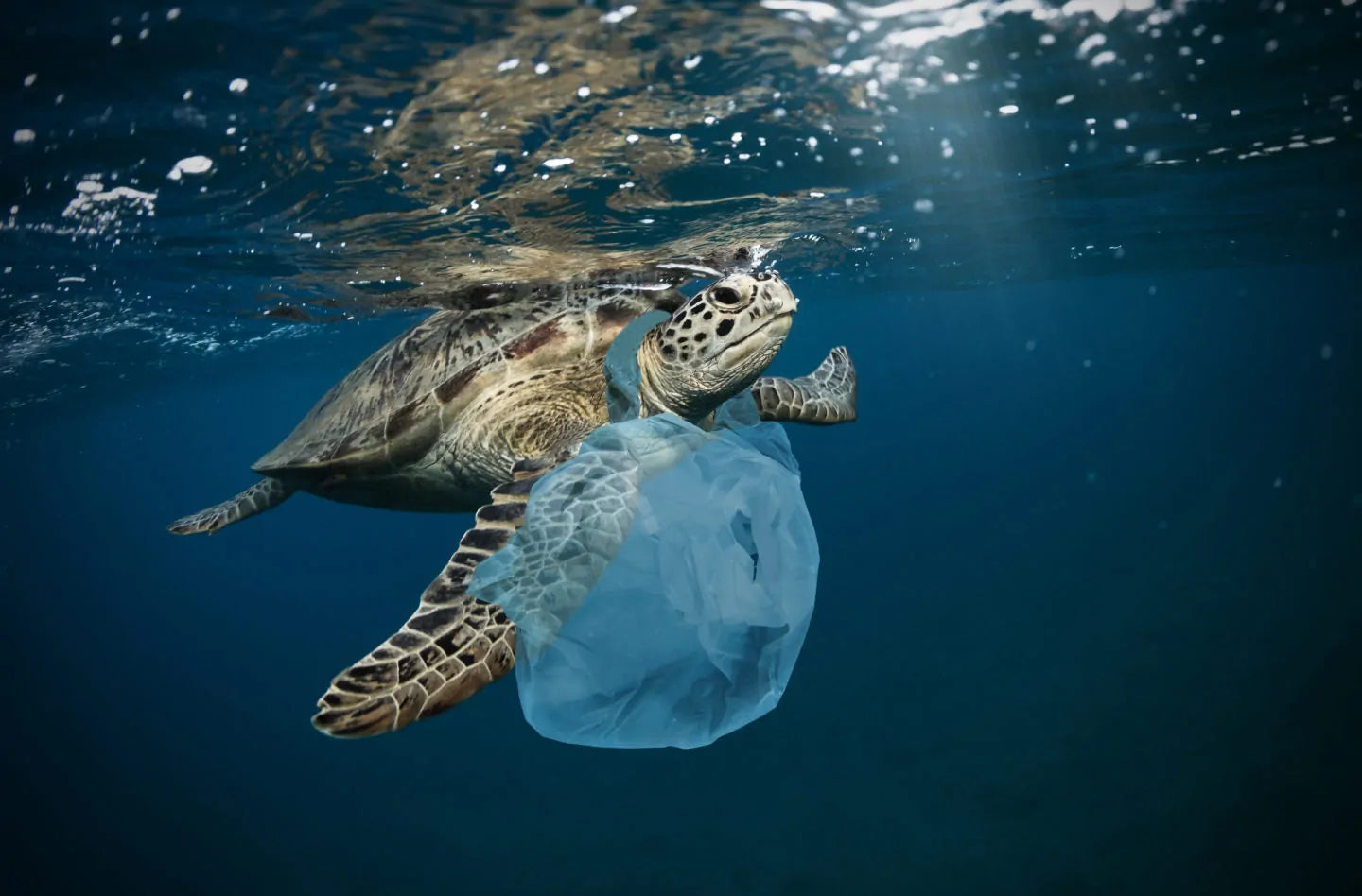 Rally for Sustainable Fashion: Save the World's Water Supply